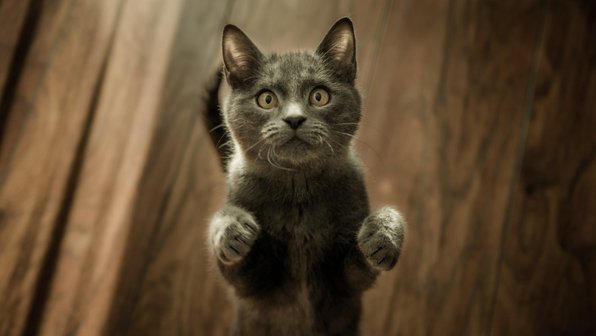 Котенок или взрослая кошка: кого выбрать?