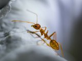 Как вывести муравьев из бани и не допустить их повторного появления