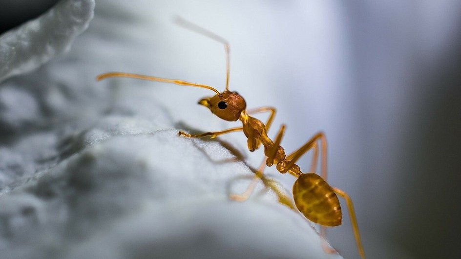 Жёлтые муравей ползёт по серой поверхности