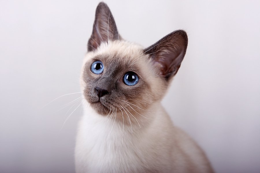 Тайская - описание породы кошек: характер, особенности поведения, размер,  отзывы и фото - Питомцы Mail.ru