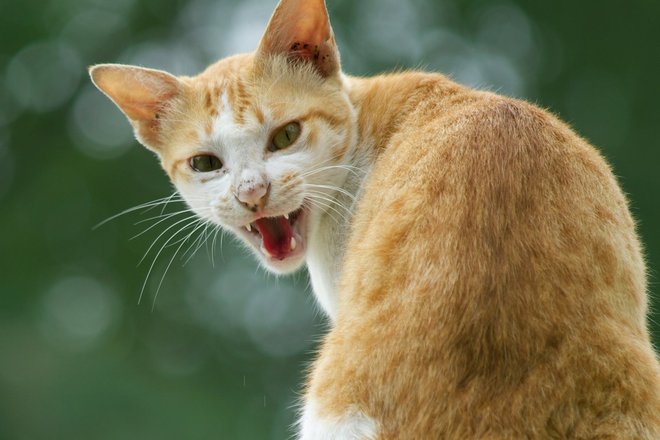 кошка, кошка шипит, кошка злится, злая кошка