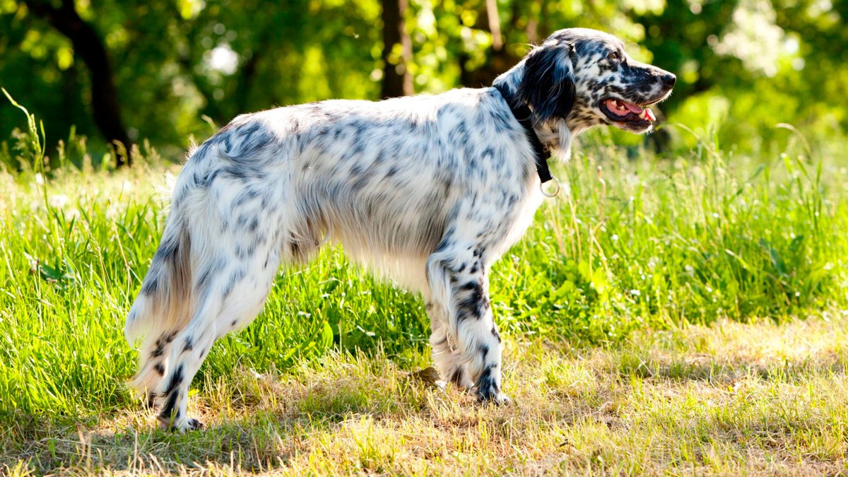 Английский сеттер - описание породы собак: характер, особенности поведения,  размер, отзывы и фото - Питомцы Mail.ru