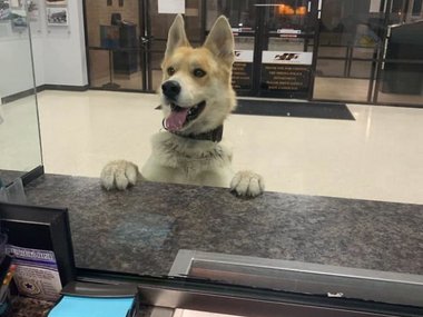 Pets.mail.ru Pets.mail.ru