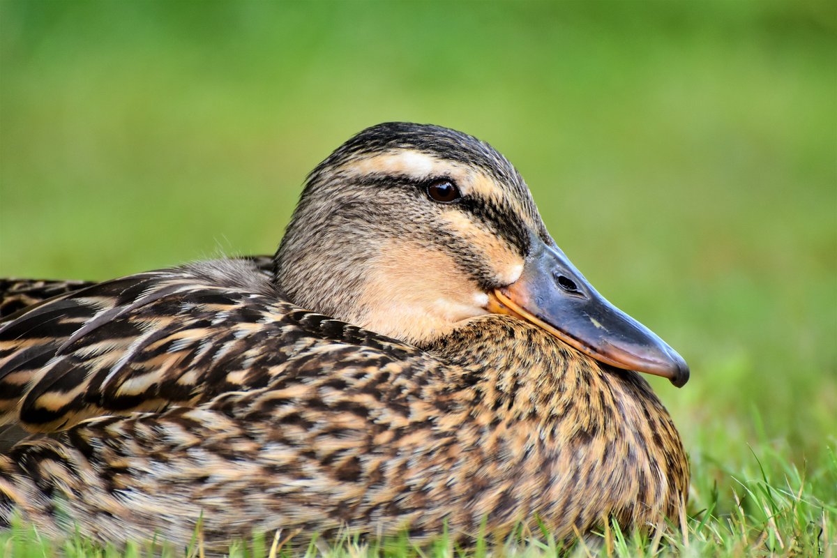 duck-3475447_1920