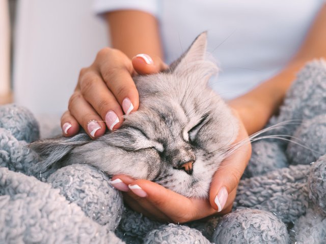 На коленях и в ногах: где и почему любят спать кошки