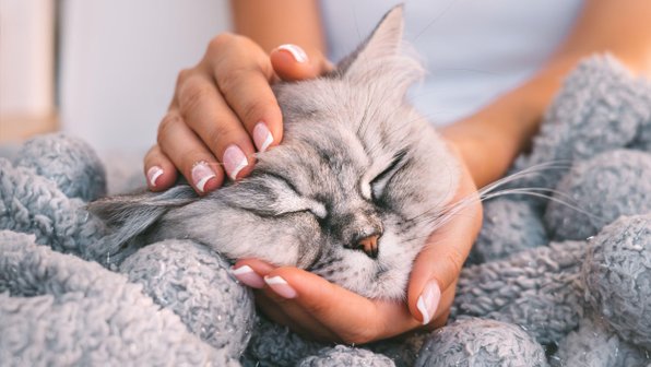 На коленях и в ногах: где и почему любят спать кошки