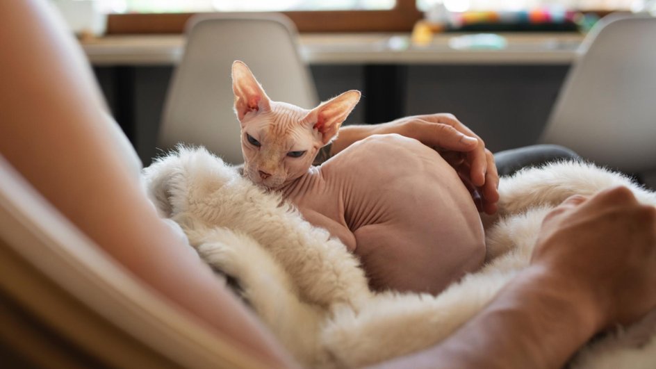 Кошка породы сфинкс, считающейся одной из самых умных, хитрых и холодонелюбивой, лежит на коленях хозяина, укрытых пледом Кошка породы сфинкс, считающейся одной из самых умных, хитрых и холодонелюбивой, лежит на коленях хозяина, укрытых пледом