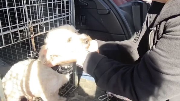 Люди спасли сбежавшую собаку и устроили милый сюрприз хозяйке