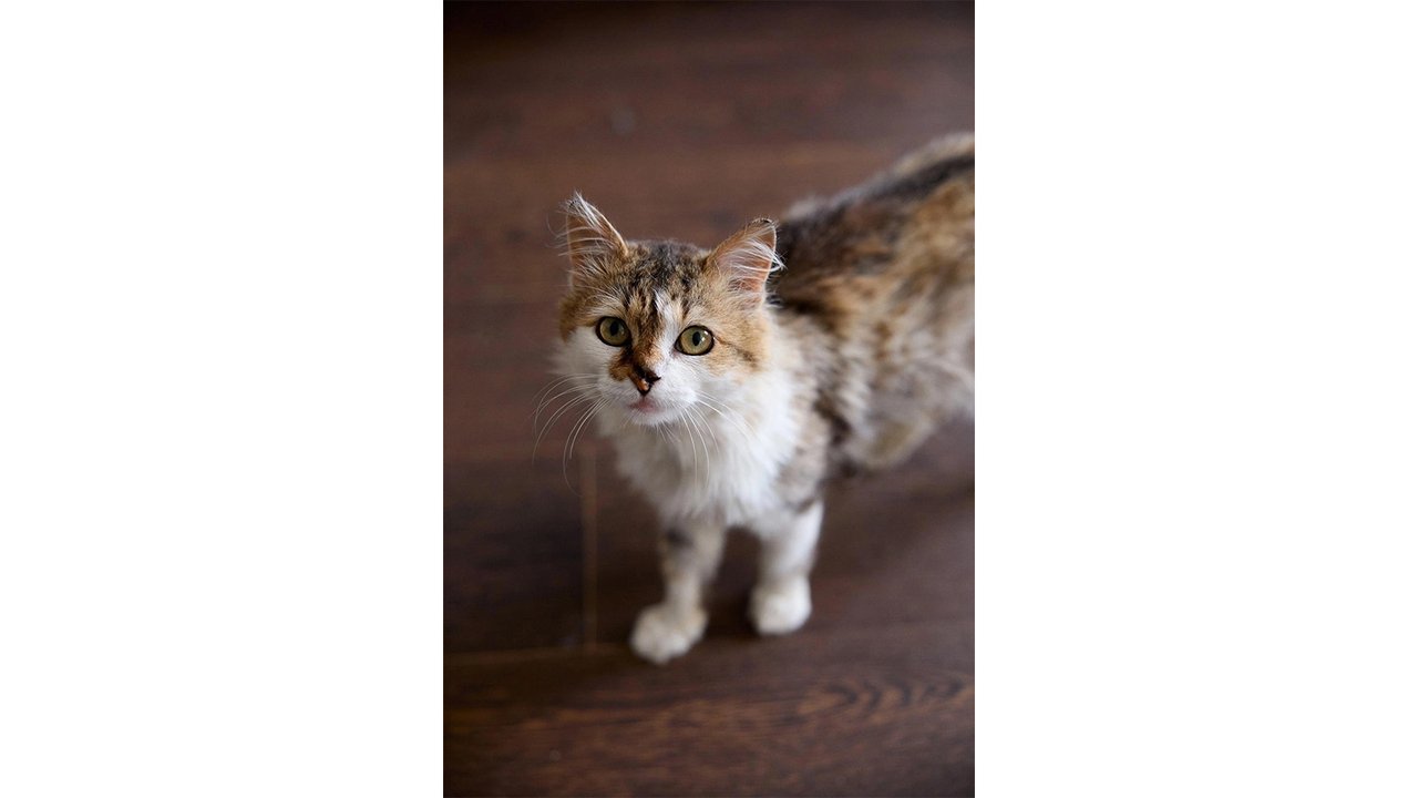 Котик по имени Суслик ищет дом Котик по имени Суслик ищет дом