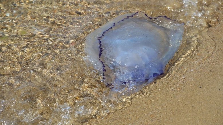 Азовское море и Таганрогский залив наводнили медузы