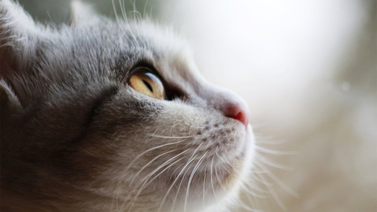 Кошка