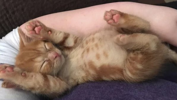 15 кошек и их животиков, которые вам захочется погладить (фото)