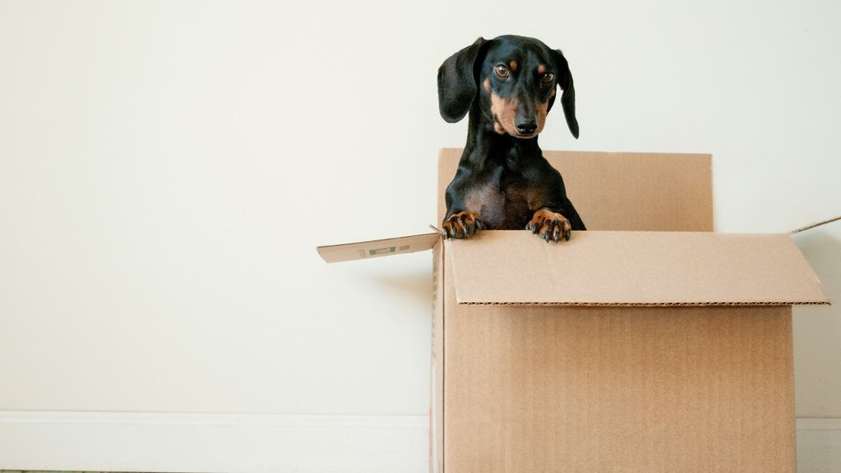 Коробка для переезда с собакой
