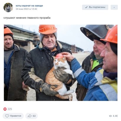 Фото: «коты ишачат на заводе» / VK