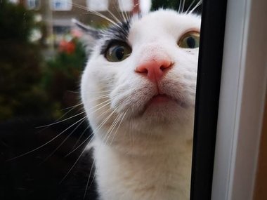 «Я выглянула в окно и у меня новый посетитель, ахаха, почему соседские кошки всегда приходят ко мне домой?»