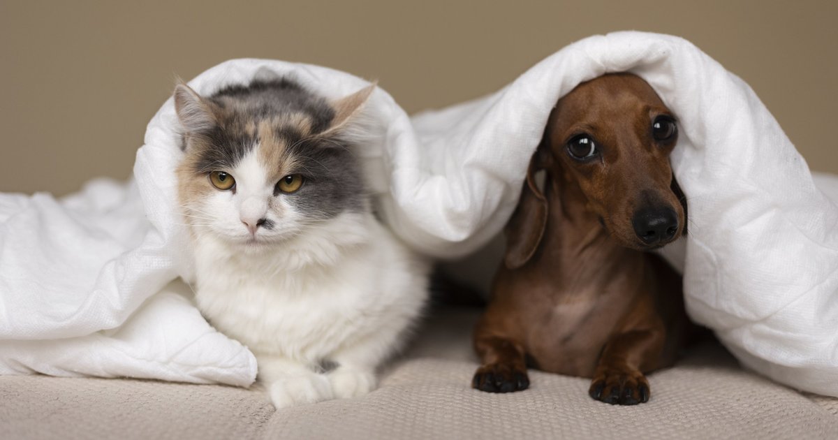 SmartPaws: Пермские студенты создают приложение для умного ухода за домашними питомцами