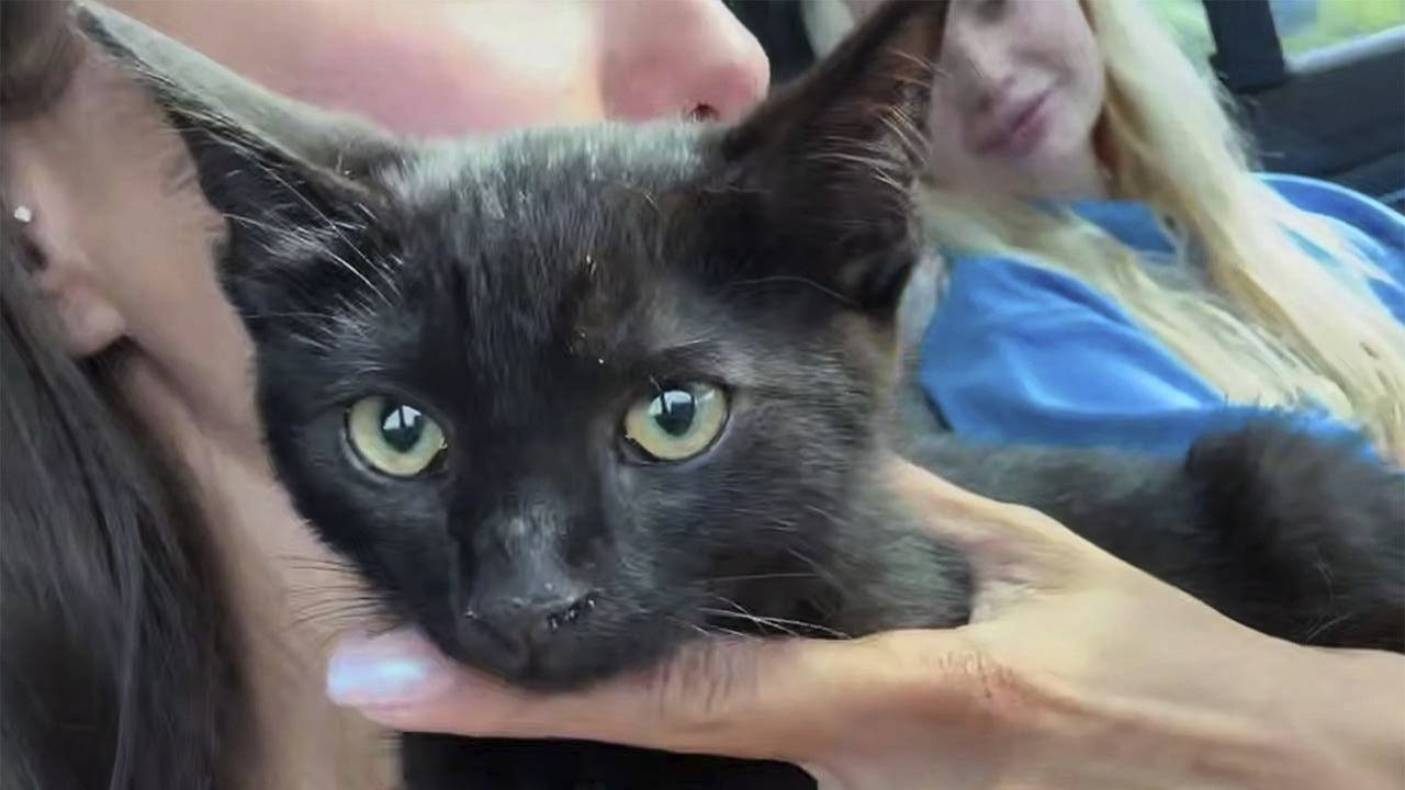 Черный котенок на руках у хозяйки Черный котенок на руках у хозяйки