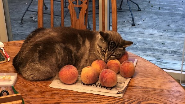 Кот, обожающий персики, озадачил пользователей Сети