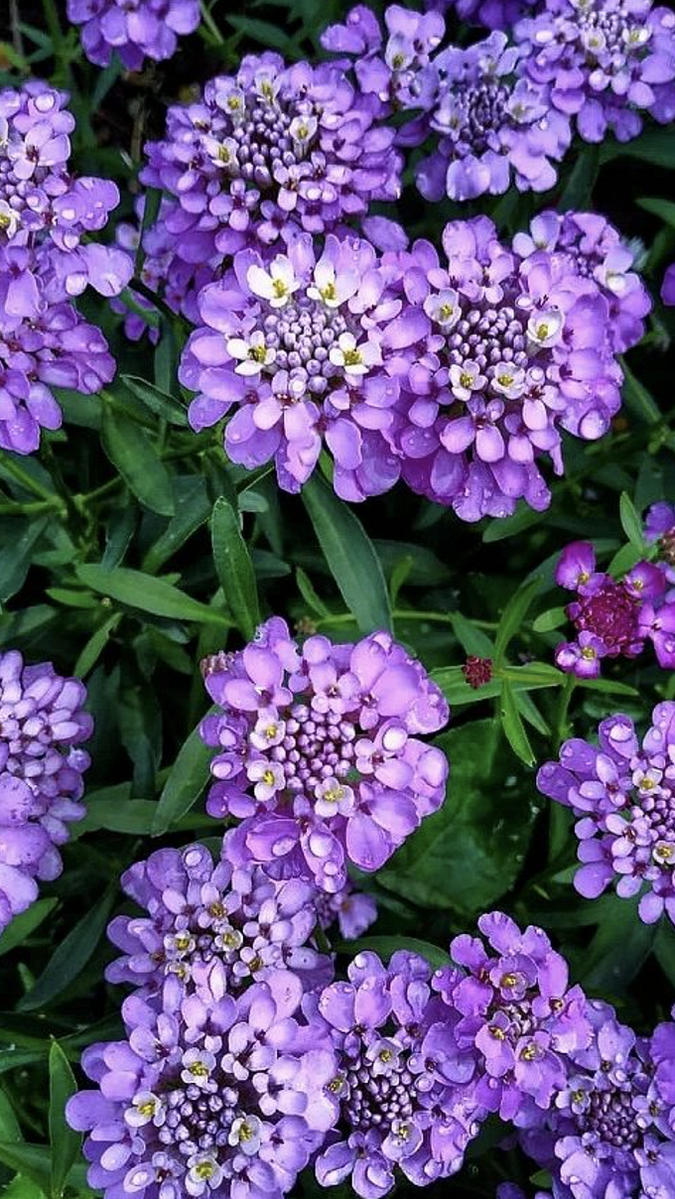 7 вариантов растений для модного цветника этим летом