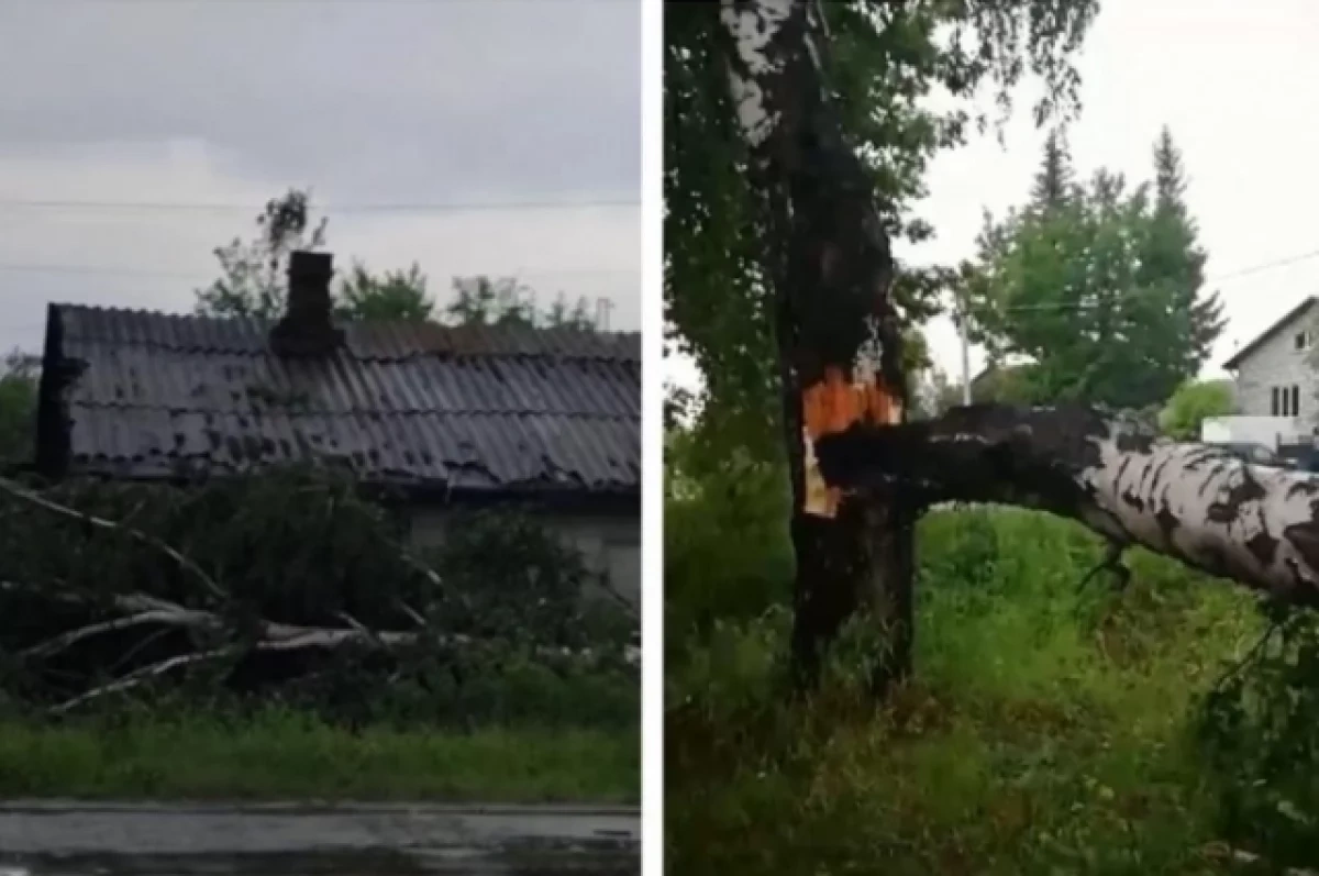 Упавшая под Новосибирском берёза оставила станцию Мочище без света -  Новости Mail.ru