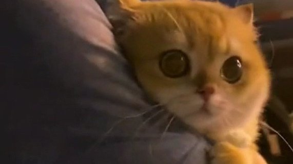 Коты-обнимашки и собаки-попрошайки: 9 милых видео про питомцев