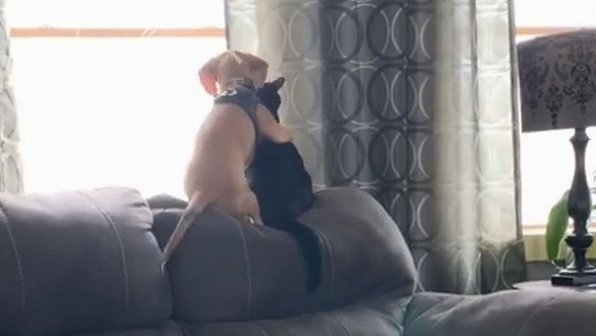 Щенок трогательно обнял котенка. И это невозможная милота!
