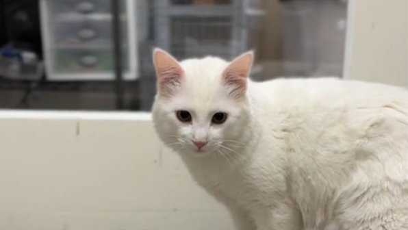 Кота сдали в приют: причина вас потрясет
