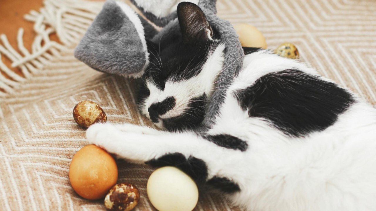 Кошка с пасхальными яйцами Кошка с пасхальными яйцами
