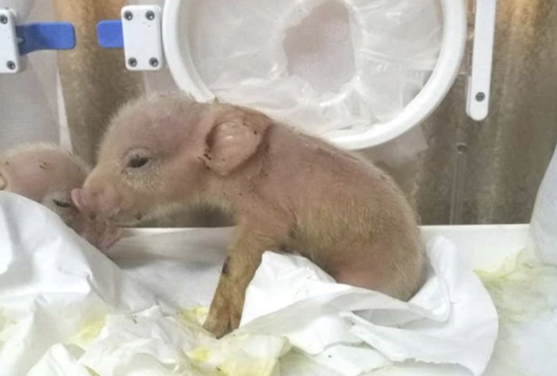 Химеры свиньи и обезьяны содержат в органах клетки обоих видов. Фото: State Key Laboratory of Stem Cell and Reproductive Biology