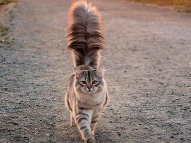 «Рейнхардт и его пушистый хвост. Он сибирский лесной кот».