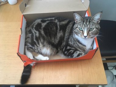 «Мой кот проделал в коробке дырочку для хвоста».