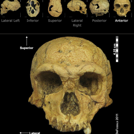 Череп неандертальца, найденного во Франции. Фото: Live Science.