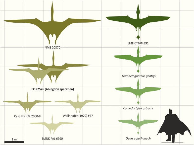 Сравнение размеров птерозавров. Экземпляр из Абингдона — EC K2576. Внизу для сравнения — Бэтмен