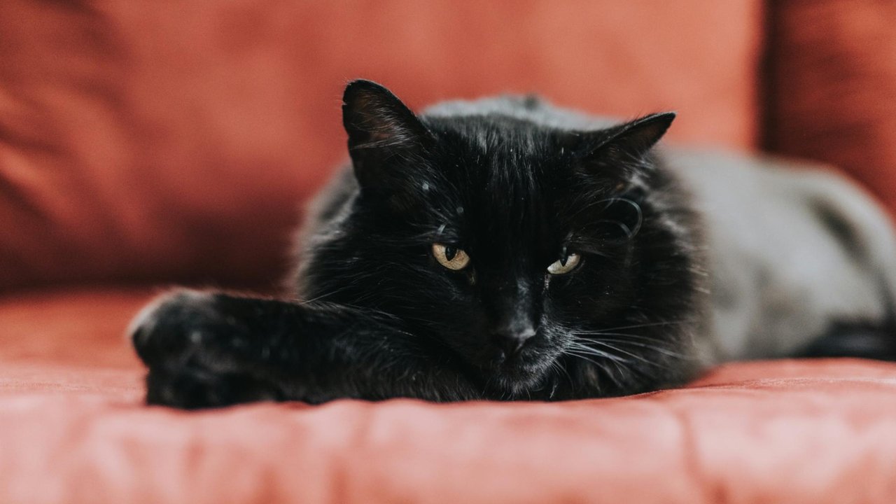 Черная кошка Черная кошка
