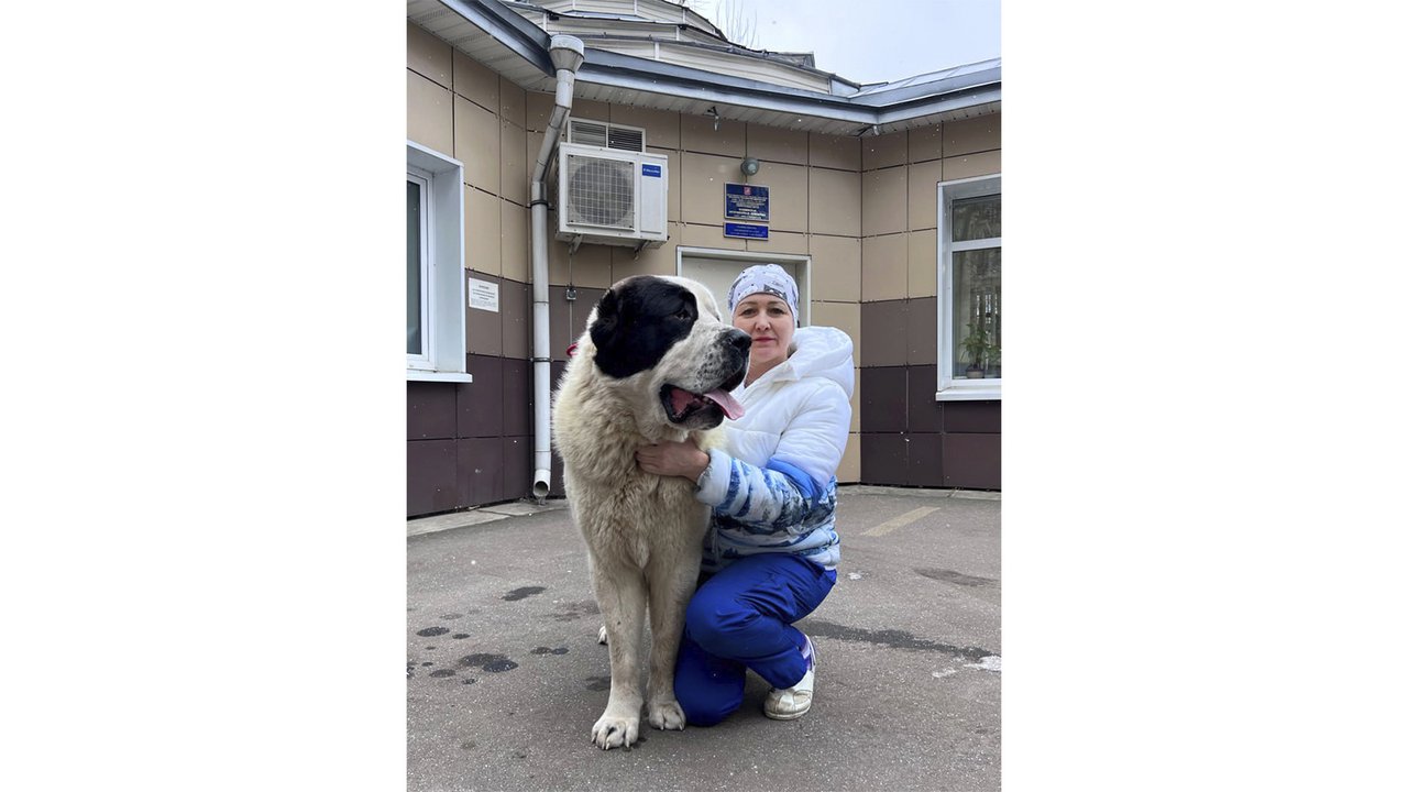 В Москве спасенный год назад щенок навестил врача — все ахнули В Москве спасенный год назад щенок навестил врача — все ахнули