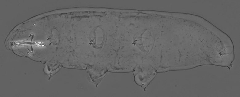 Так выглядит новый вид тихоходок. Фото: Vecchi et al., Zoological Studies, 2022