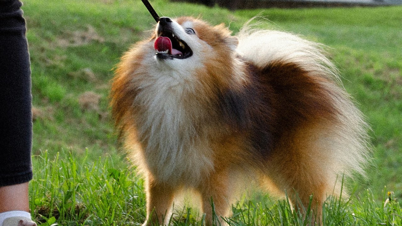 шпиц шпиц