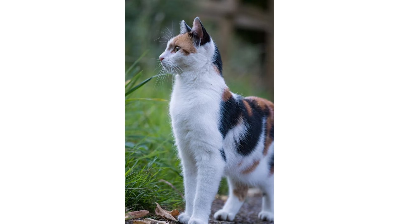 Кошки помогли ученым найти причины нарушения сна у людей Кошки помогли ученым найти причины нарушения сна у людей