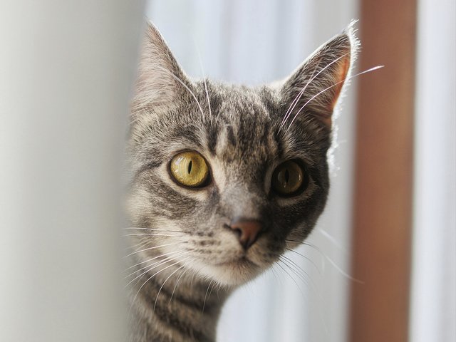 Прости меня, котик: 10 вещей, за которые мы могли бы извиниться перед кошками