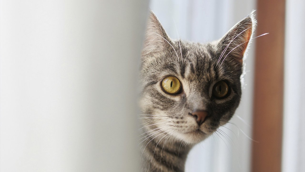 Кошка залезла на подоконник к окну, но осознает ли она, что ей туда нельзя? Кошка залезла на подоконник к окну, но осознает ли она, что ей туда нельзя?