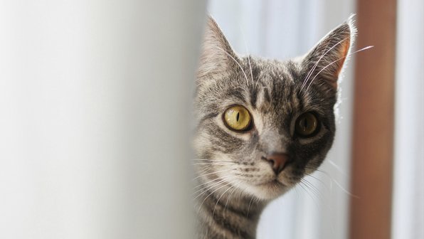 Прости меня, котик: 10 вещей, за которые мы могли бы извиниться перед кошками