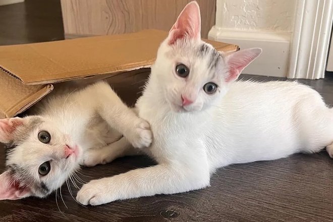 Котята