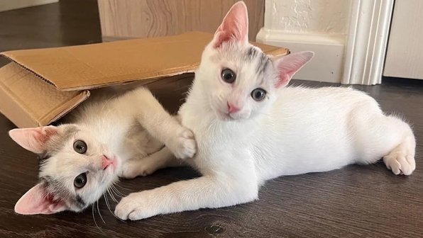 Мама-кошка отказалась от котят — им чудом спасли жизнь