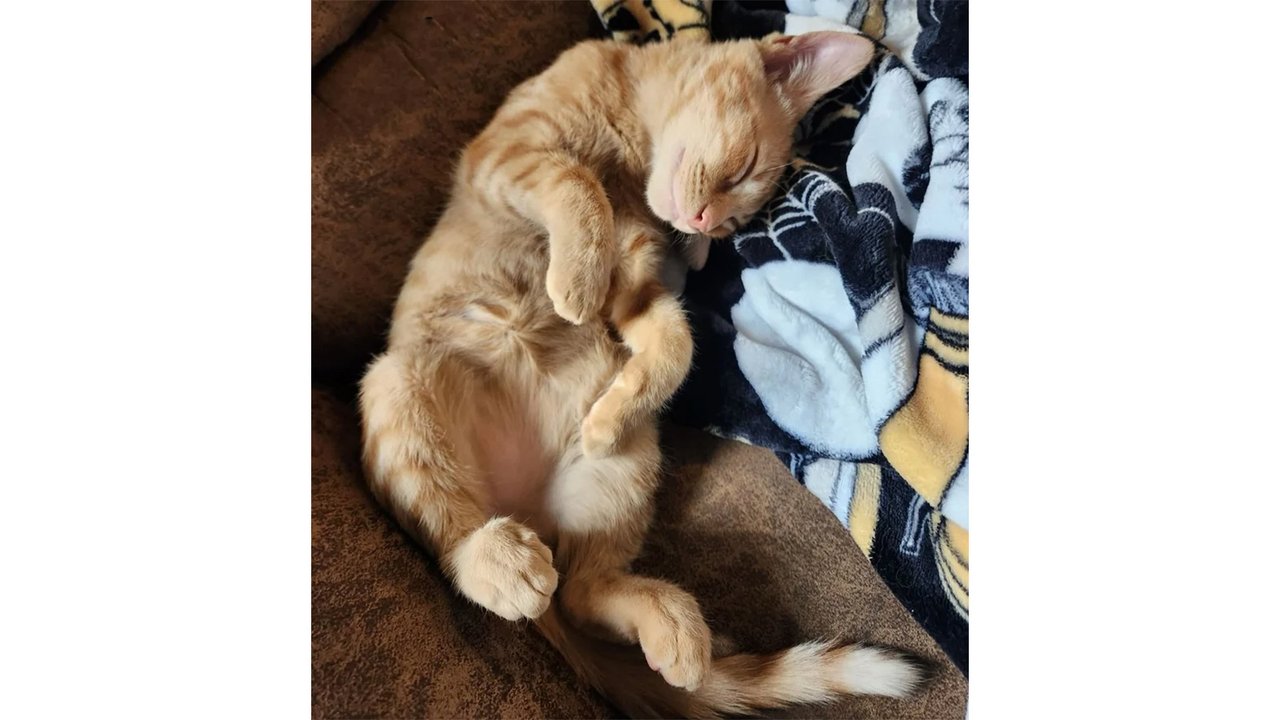 Брошенный котенок нашел друга с похожей судьбой Брошенный котенок нашел друга с похожей судьбой