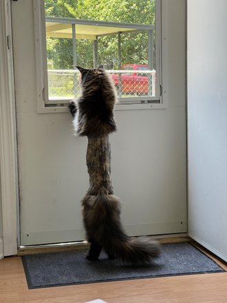 Кота постригли на приеме у ветеринара. Фото: Reddit
