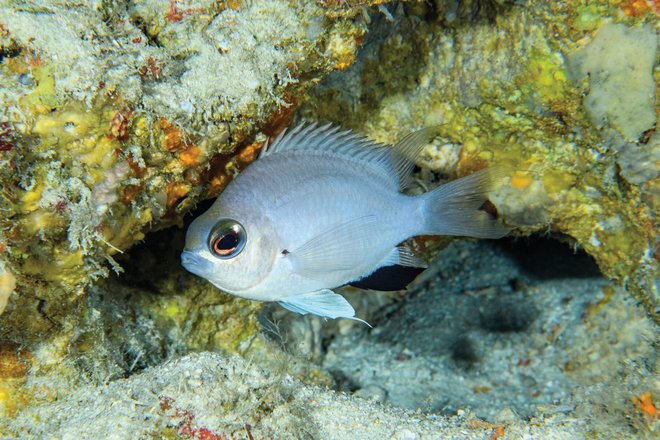 Chromis abadhah в естественной среде обитания на атолле Фаадхипполху, Мальдивы, на глубине около 110 м.