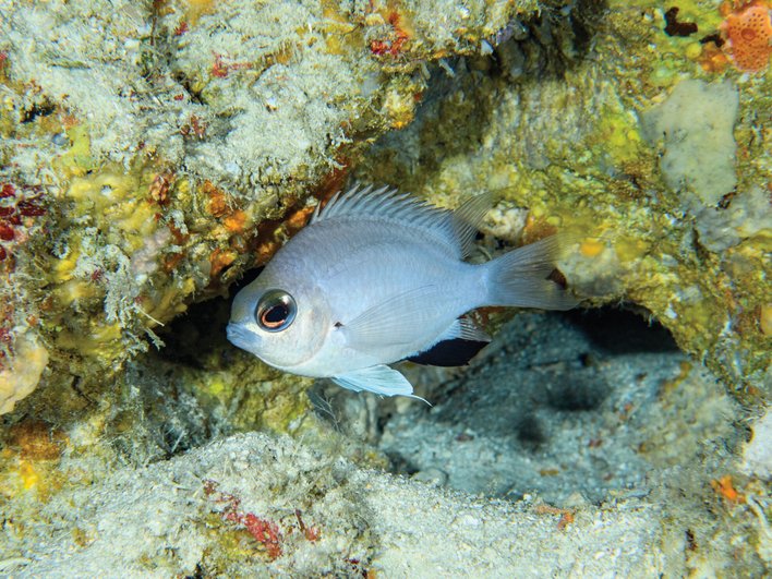 Рыбы Chromis abadhah