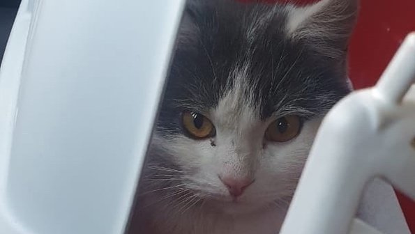 Собачий волонтер случайно спасла кота под Челябинском