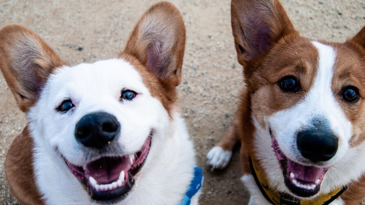 Собаки отличают голоса людей друг от друга