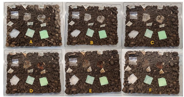В эксперименте участвовали обычный полиэтилен (вверху слева) и три вида обычного биопластика (нижний ряд). Биопластик на основе амилозы и кукурузного крахмала — сверху в центре и справа